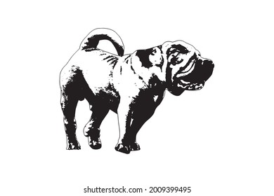 Black and white full-length portrait of dog with tail.  Adult male Modern meat-mouth Shar Pei. 