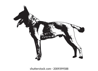 Black and white full-length portrait of dog with tongue and tail sticking out on white. Adult male Belgian Shepherd or Malinois. Side view. Vector illustration. svg