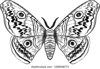 black and white furry butterfly coloring