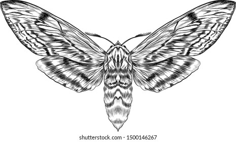 black and white furry moth coloring