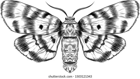 Black White Decorative Vector Illustration Moth Stock Vector (royalty 