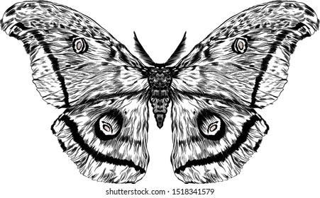 black and white furry moth coloring