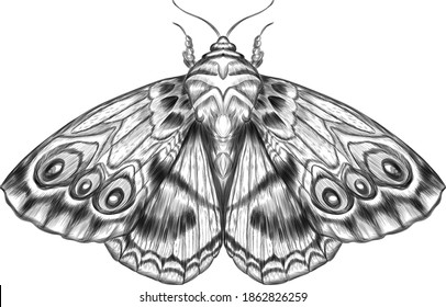 Black White Furry Moth Coloring Stock Vector (Royalty Free) 1862826259 ...