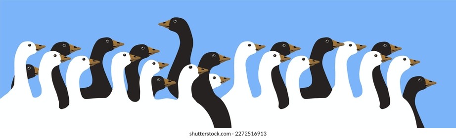 Black and white geese mingle together in this vector illustration.