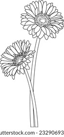 black and white Gerbera, hand drawn flower, Barberton daisy, bloom, Gerbera jamesonii, Transvaal Daisy