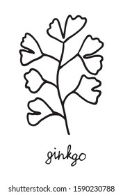 Black and white gingko isolated on white background. Vector stock illustration. Hand drawing outline herb.