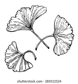 Black and white ginkgo leaves. Hand drawn vector illustration 