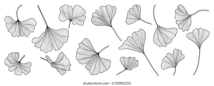 Black and white Ginkgo line arts hand drawn Vector element for wallpaper and pattern design.