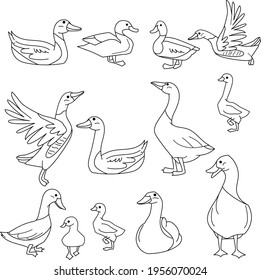 Black and white gooses, ducks and other birds. Illustration can be used for coloring book and pictures for children.