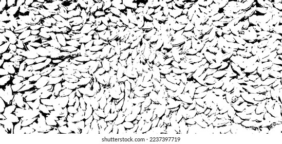 Black and white grain texture of real barley. Vector illustration