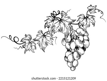 Black and white grape branch and leaves. Hand drawn vector illustration.