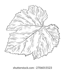 Hoja de uva blanca y negra de una Ilustración vectorial de vid dibujada a mano aislada sobre un fondo blanco. Gráfico para etiqueta de botella de vino, mercado agrícola, diseño de menú, embalaje, cosméticos, etiqueta engomada