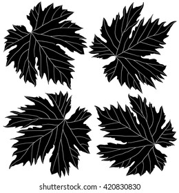 black and white grape leaves isolated on white background