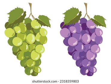 Black and white grapes isolated on white background. Vector set in flat style. Ripe purple berries and green ones for wine. Emblem for winery, menu, juice.