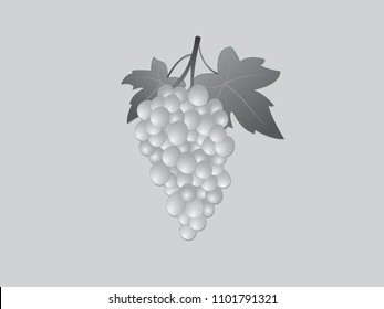 A black and white grapevine in white background