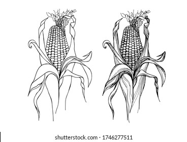 Black and white graphic depiction of two ears of corn. One ear in two versions. Hand drawing by black liner.  Trace