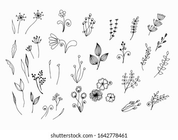 Black and white graphic drawing of stems, flowers, leaves. Hand drawn sketch. White isolate. Stock illustration. Line sketch.