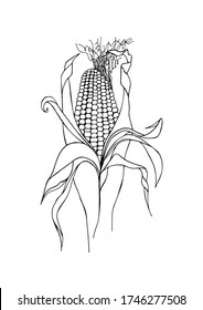 Black and white graphic image of an ears of corn. Hand drawing by black liner. Trace