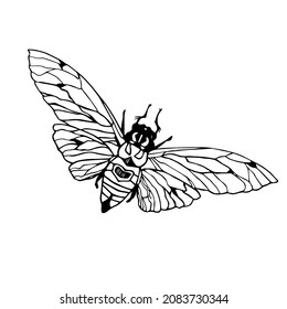 Black and white graphic linear vector illustration of moth or butterfly isolated on the white background