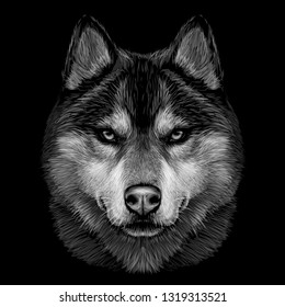 
Black and white graphic portrait of Siberian Husky on a black background.