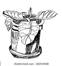A black and white graphic sketch of a house plant (Sinningia), Chinese ink