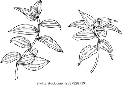 Ilustración aislada de Vector de hojas de tradescantia gráfica en blanco y negro. Bosquejo de la planta de la casa enredadera de la araña tropical. Dos ramas para póster interior, conceptos de medicina.