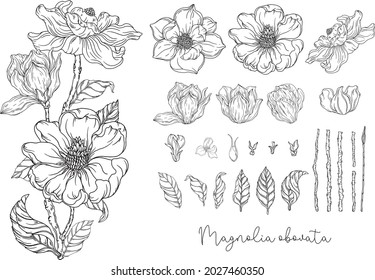 Black and white graphics. White magnolia. Vector illustration. Botanical illustration.