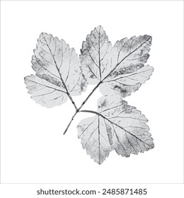 Black white gray leaf or plant with organic texture. Isolated leaf print for floral art or pattern.