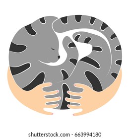 Black and white and gray striped cat curled up in a ball on the hands of a man