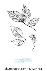 Black and white (grayscale) vector set of ash tree leaves and maple seeds; stylized as stamp or imprint; rustic or boho style