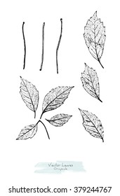Black and white (grayscale) vector set of wild grape leaves and stems; stylized as stamp or imprint; rustic or boho style