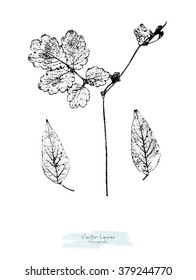 Black and white (grayscale) vector set of leaves and a herb; stylized as stamp or imprint; rustic or boho style