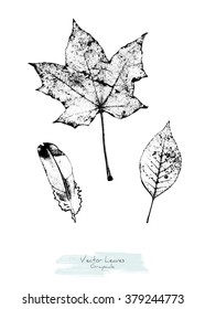 Black and white (grayscale) vector set of maple and ash tree leaves and a feather; stylized as stamp or imprint; rustic or boho style