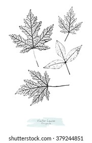 Black and white (grayscale) vector set of maple and ash tree leaves; stylized as stamp or imprint; rustic or boho style