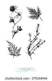 Black and white (grayscale) vector set of maple leaves and herbs (Clover and knotgrass or Polygonum aviculare); stylized as stamp or imprint