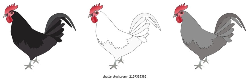 black white grey color chicken hen set vector drawing on isolated background poultry farm concept domestic animal object icon sign logo cartoon rooster abstract art illustration source meat egg fowl