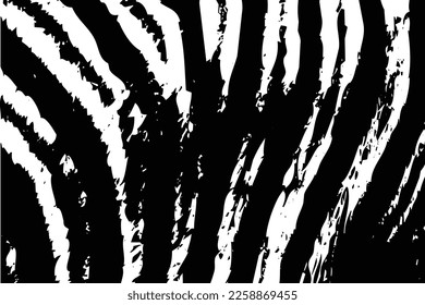 Fondo negro y blanco con efecto de arañazo. Vector de textura de piel de tigre para decoraciones de fondo y plantilla. El mármol negro y la textura gruesa de arañazos con formas vintage abstractas.