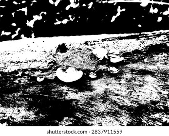 Black and white grunge vector stencil of wild shelf mushrooms growing along a dead wood log.