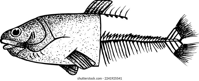 Schwarz-Weiß-Halbkörperfisch-Illustration