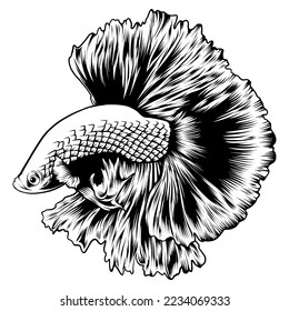 Black and white halfmoon betta fish vector illustration art