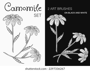 Black and white hamomile flowers. Gerbera plant with stem. Clip art with outline illustrations and art brushes in vintage style. Good for groovy, hippie style