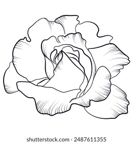 dibujo a mano en blanco y negro de un floreciente Vector de flores de rosa