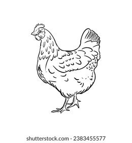 a black and white hand drawing Chicken, with a white background