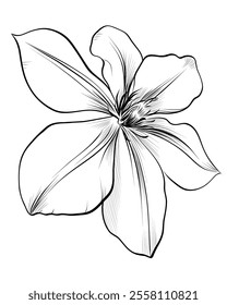 black and white hand drawing of a clematis flower vector