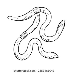 a black and white hand drawing Earthworm, with a white background