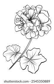 black and white hand drawing of a geranium flower vector