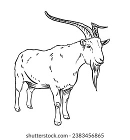 a black and white hand drawing Goat, with a white background