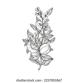 black and white hand drawing lemons