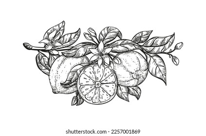 black and white hand drawing lemons