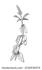 desenho a mão preto e branco do vetor da planta de Mentha longifolia